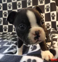 Harry, a male Boston Terrier for sale in Silex, MO – Photo 4 of 10