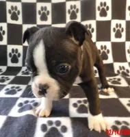 Harry, a male Boston Terrier for sale in Silex, MO – Photo 5 of 10