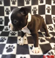 Harry, a male Boston Terrier for sale in Silex, MO – Photo 9 of 10