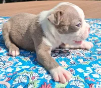MIlly, a female Boston Terrier for sale in Silex, MO – 5 of 10