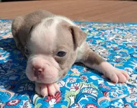 Mary, a female Boston Terrier for sale in Silex, MO – 6 of 10