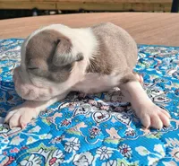 Max, a male Boston Terrier for sale in Silex, MO – 8 of 9