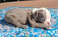 Moe, a male Boston Terrier for sale in Silex, MO – 6 of 9
