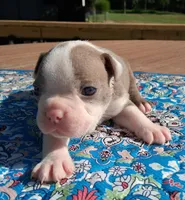 Max, a male Boston Terrier for sale in Silex, MO – 5 of 9