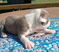 Max, a male Boston Terrier for sale in Silex, MO – 3 of 9