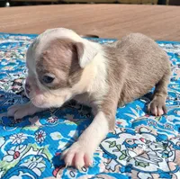 Maggie, a female Boston Terrier for sale in Silex, MO – 4 of 9