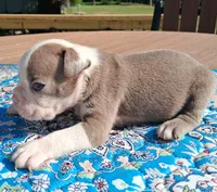 Max, a male Boston Terrier for sale in Silex, MO – 7 of 9