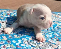 Marcy, a female Boston Terrier for sale in Silex, MO – 2 of 9