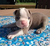 Max, a male Boston Terrier for sale in Silex, MO – 9 of 9