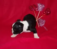 Val-Akc ON HOLD, a female Boston Terrier for sale in Silex, MO – Photo 5 of 10