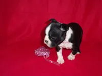 Val-Akc ON HOLD, a female Boston Terrier for sale in Silex, MO – Photo 10 of 10