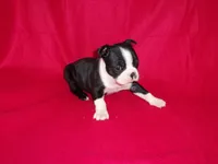 Val-Akc ON HOLD, a female Boston Terrier for sale in Silex, MO – Photo 7 of 10