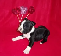 Val-Akc ON HOLD, a female Boston Terrier for sale in Silex, MO – Photo 1 of 10