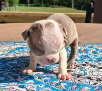 Maisey, a female Boston Terrier for sale in Silex, MO – 7 of 9
