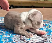 Moe, a male Boston Terrier for sale in Silex, MO – 3 of 9