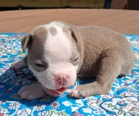 MIlly, a female Boston Terrier for sale in Silex, MO – 7 of 10