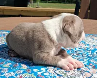 Mary, a female Boston Terrier for sale in Silex, MO – 7 of 10