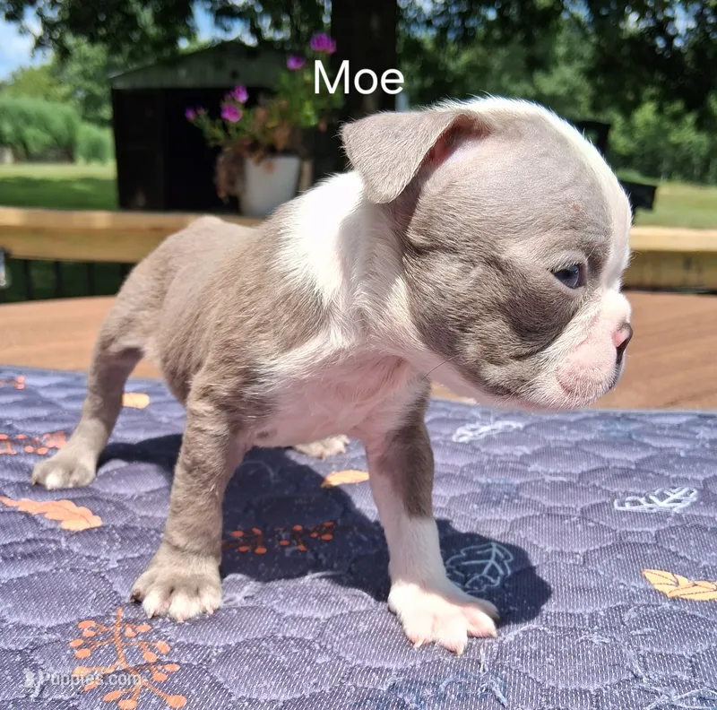 Moe – Boston Terrier puppy for sale in Silex, MO