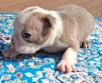 Marcy, a female Boston Terrier for sale in Silex, MO – 7 of 9