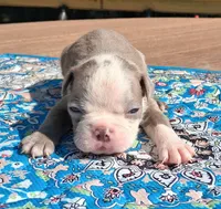 Moe, a male Boston Terrier for sale in Silex, MO – 4 of 9