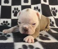 John, a male Boston Terrier for sale in Silex, MO – Photo 4 of 8