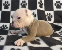 John, a male Boston Terrier for sale in Silex, MO – Photo 6 of 8