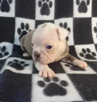 John, a male Boston Terrier for sale in Silex, MO – Photo 1 of 8