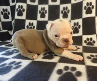 John, a male Boston Terrier for sale in Silex, MO – Photo 3 of 8