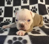 John, a male Boston Terrier for sale in Silex, MO – Photo 5 of 8