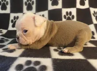 John, a male Boston Terrier for sale in Silex, MO – Photo 7 of 8