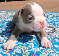 MIlly, a female Boston Terrier for sale in Silex, MO – 8 of 10