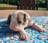 Max, a male Boston Terrier for sale in Silex, MO – 4 of 9