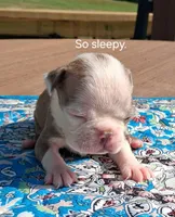 Maggie, a female Boston Terrier for sale in Silex, MO – 2 of 9