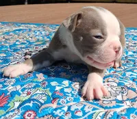 Mary, a female Boston Terrier for sale in Silex, MO – 10 of 10