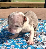Maisey, a female Boston Terrier for sale in Silex, MO – 3 of 9