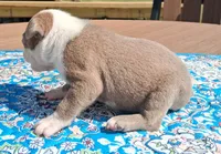 MIlly, a female Boston Terrier for sale in Silex, MO – 4 of 10