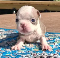 Maggie, a female Boston Terrier for sale in Silex, MO – 1 of 9