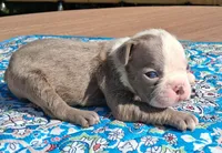 Moe, a male Boston Terrier for sale in Silex, MO – 5 of 9