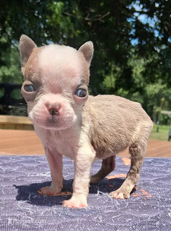 Maisey – Boston Terrier puppy for sale in Silex, MO