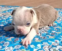 Maggie, a female Boston Terrier for sale in Silex, MO – 9 of 9