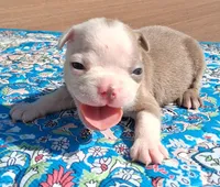 Marcy, a female Boston Terrier for sale in Silex, MO – 1 of 9
