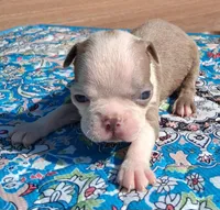 Maggie, a female Boston Terrier for sale in Silex, MO – 6 of 9
