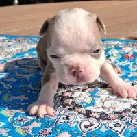 Maggie, a female Boston Terrier for sale in Silex, MO – 5 of 9