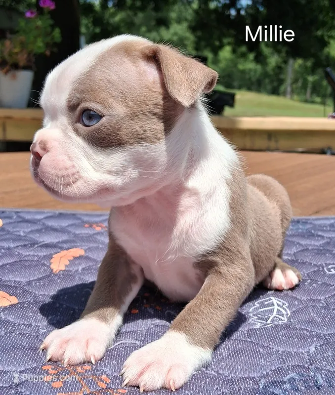 MIlly – Boston Terrier puppy for sale in Silex, MO