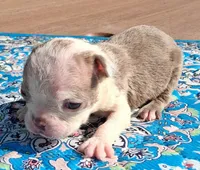 Maisey, a female Boston Terrier for sale in Silex, MO – 6 of 9