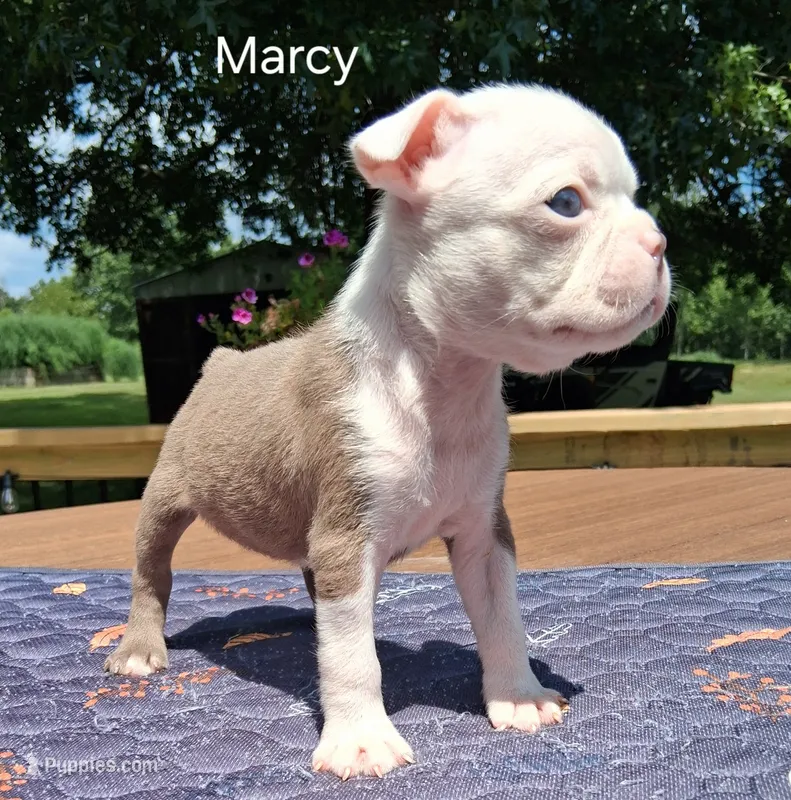 Marcy – Boston Terrier puppy for sale in Silex, MO