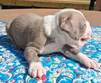 Mary, a female Boston Terrier for sale in Silex, MO – 9 of 10