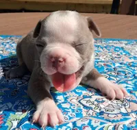 Mary, a female Boston Terrier for sale in Silex, MO – 4 of 10