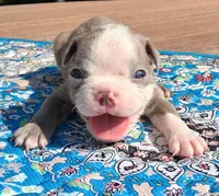 Moe, a male Boston Terrier for sale in Silex, MO – 1 of 9