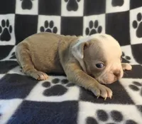 Josie, a female Boston Terrier for sale in Silex, MO – Photo 5 of 9